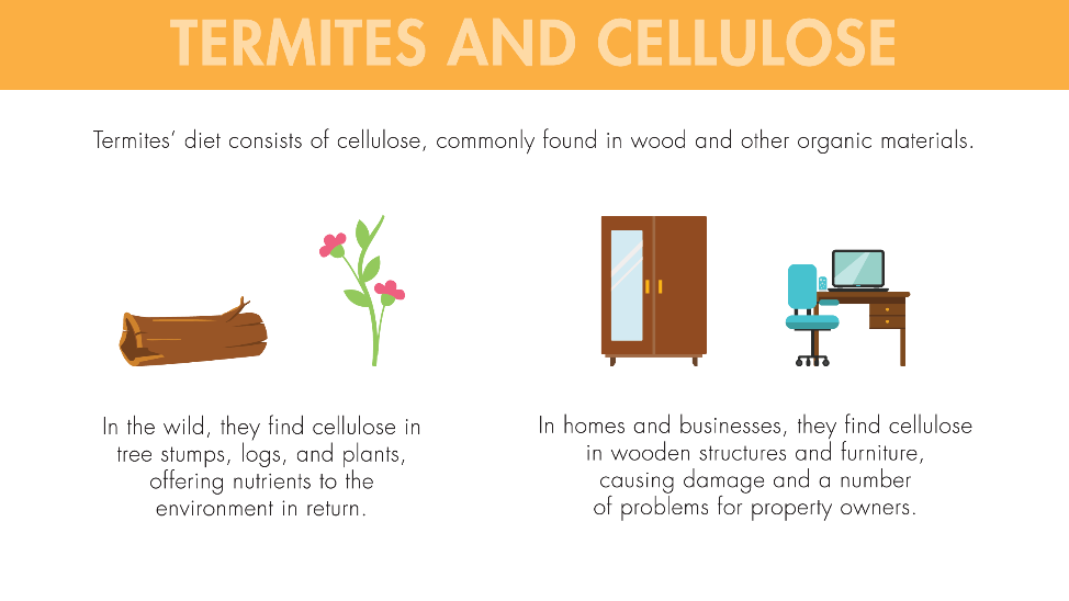 Termites' diet consists of cellulose, commonly found in wood and other organic materials. In the wild, they find cellulose in tree stumps, logs, and plants, offering nutrients to the environment in return. In homes and businesses, they find cellulose in wooden structures and furniture, causing damage and a number of problems for property owners.