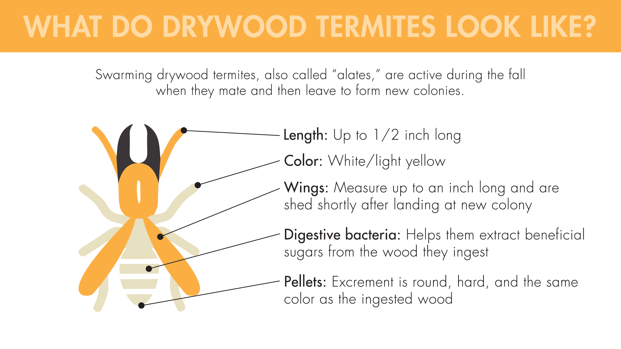 Swarming drywood termites, also called "alates," are active during the fall when they mate and then leave to form new colonies. They're up to 1/2-inch long, are a white/light yellow color, have wings that shed shortly after landing at a new colony, extract beneficial sugars from the wood they ingest with digestive bacteria, and excrete round, hard, wood-colored pellets.