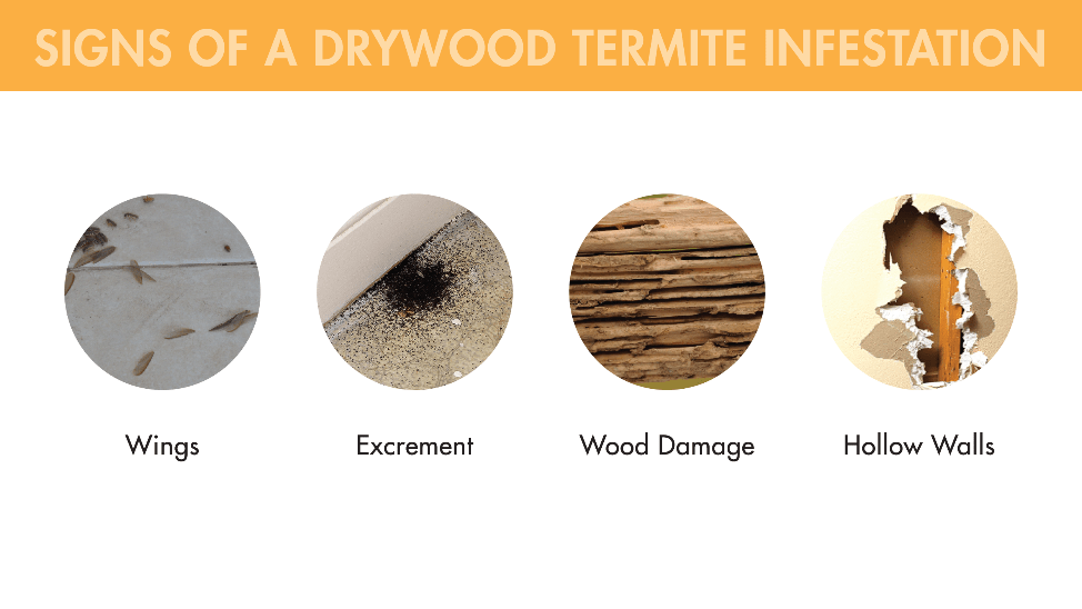 Wings, excrement, wood damage, and hollow walls are all signs of a drywood termite infestation.