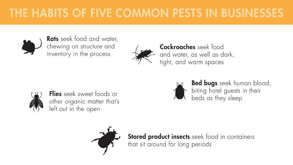 Five common pests in businesses include: rats, cockroaches, flies, bed bugs, and stored product insects. Rats seek food and water, chewing on structure and inventory in the process. Cockroaches seek food and water, as well as dark, tight, and warm spaces. Flies seek sweet foods or other organic matter that's left out in the open. Bed bugs seek human flood, biting hotel guests in their beds as they sleep. Stored product insects seek food in containers that sit around for long periods.