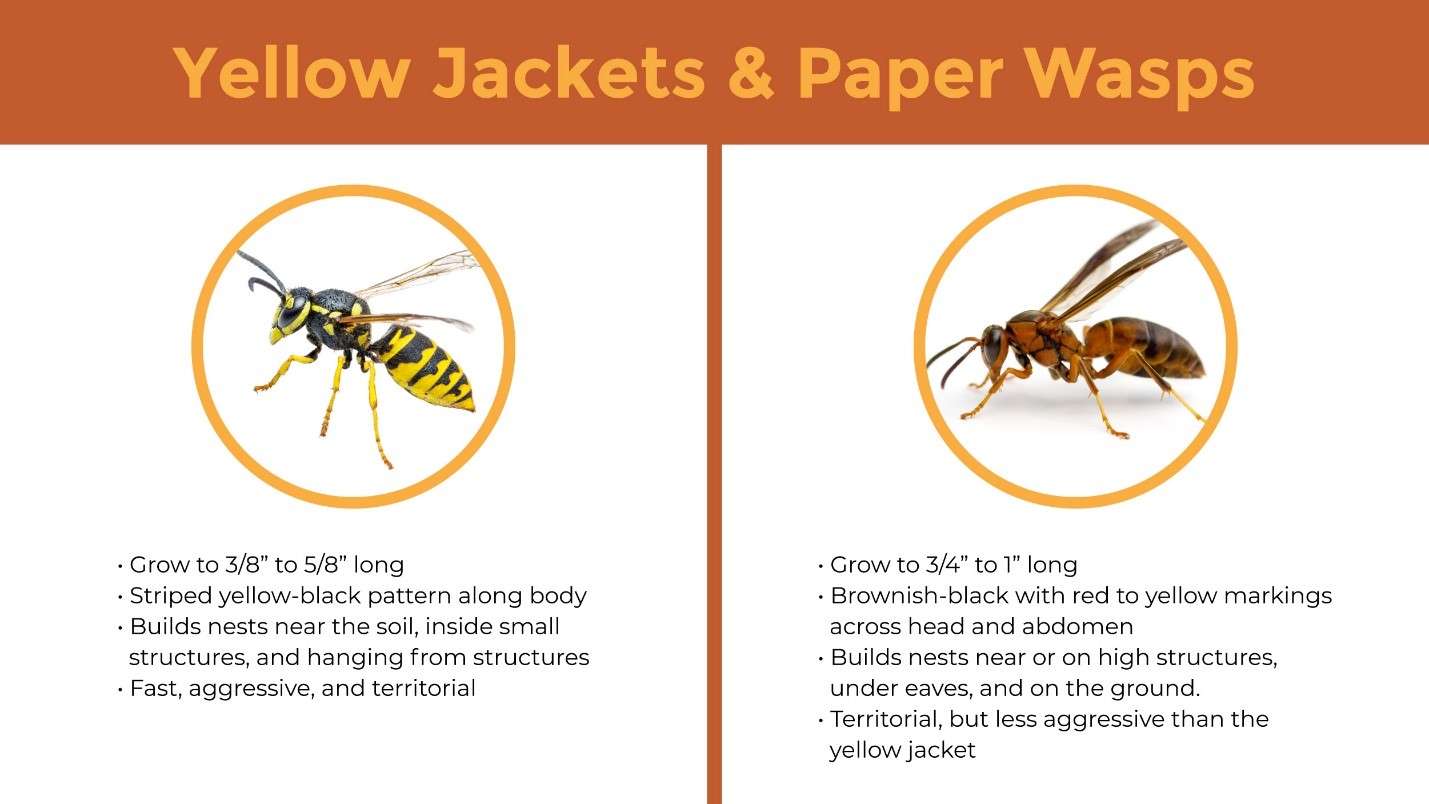 Yellow jackets and paper wasps diagram. 