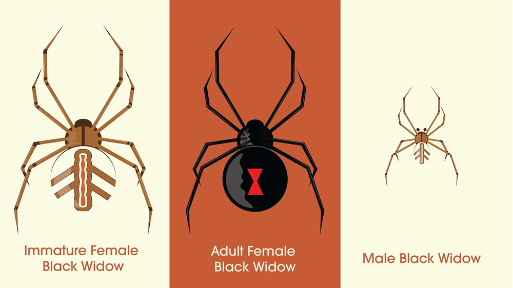Illustration featuring immature female, adult female, and male western black widows.