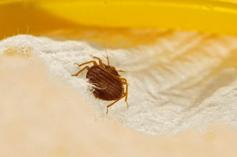 image of bed bug