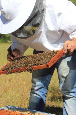 Bee Keeper inspecting a hive with colony collapse disorder