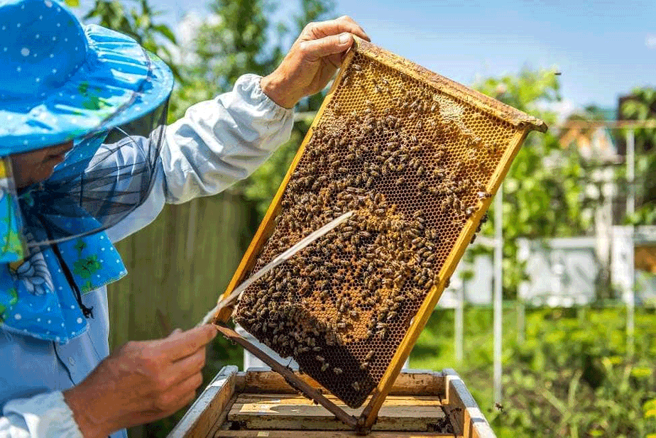 beekeeper image