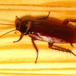 cockroach image