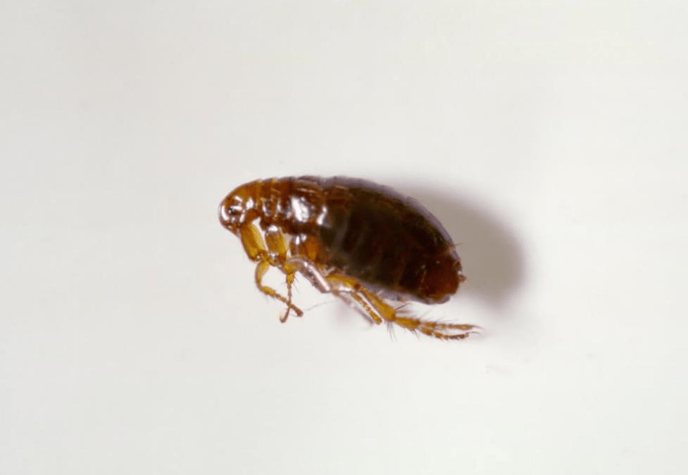 image of a flea