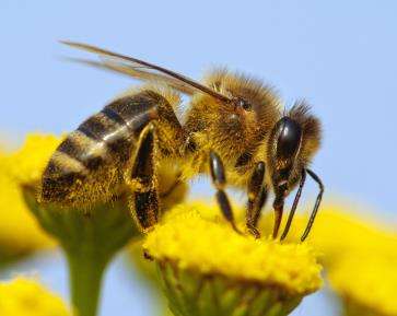 Bee pollinating