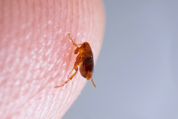 How Did I Get Fleas In My House? | Lloyd Pest Control