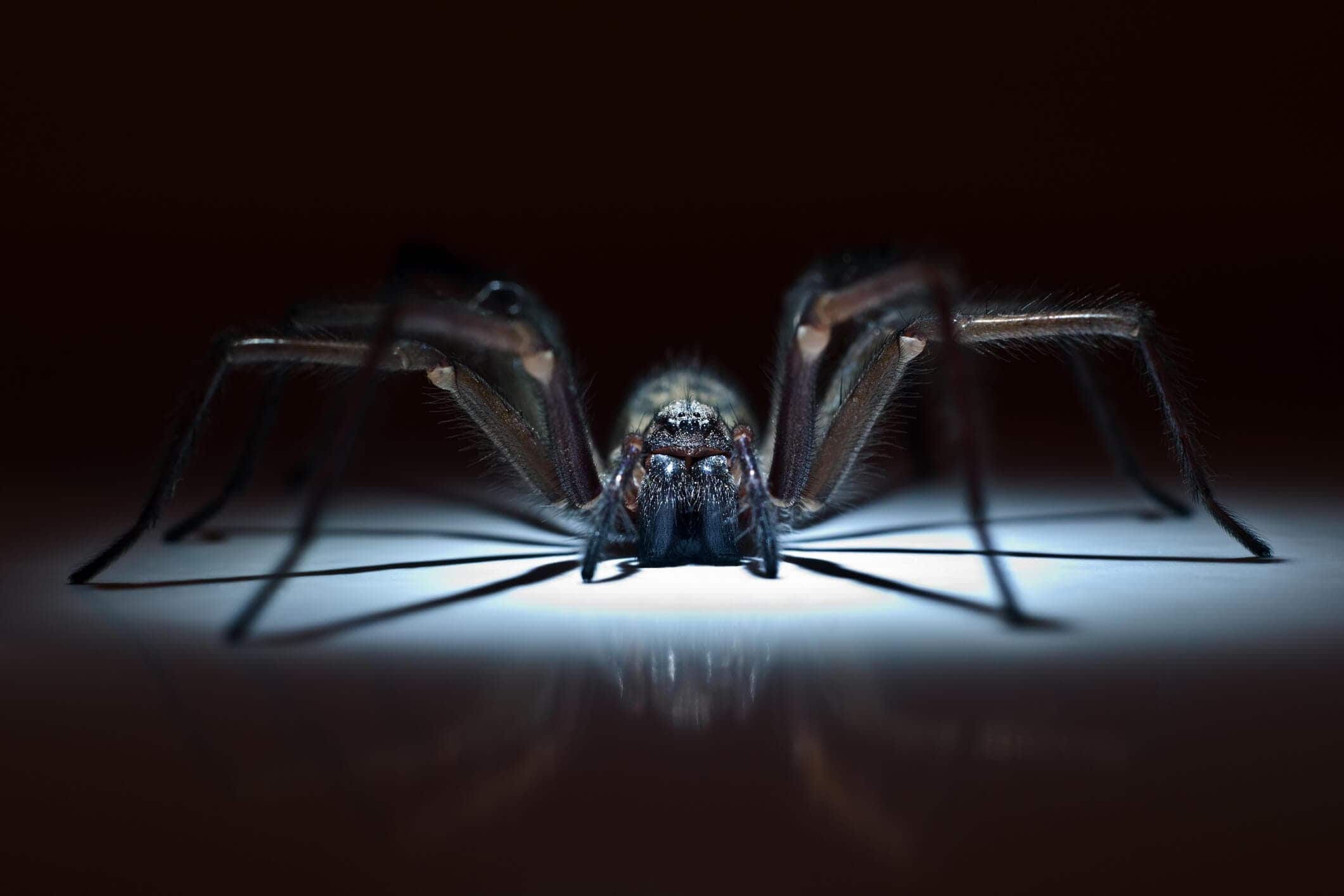 Scary spider hiding in the darkness on Halloween. 