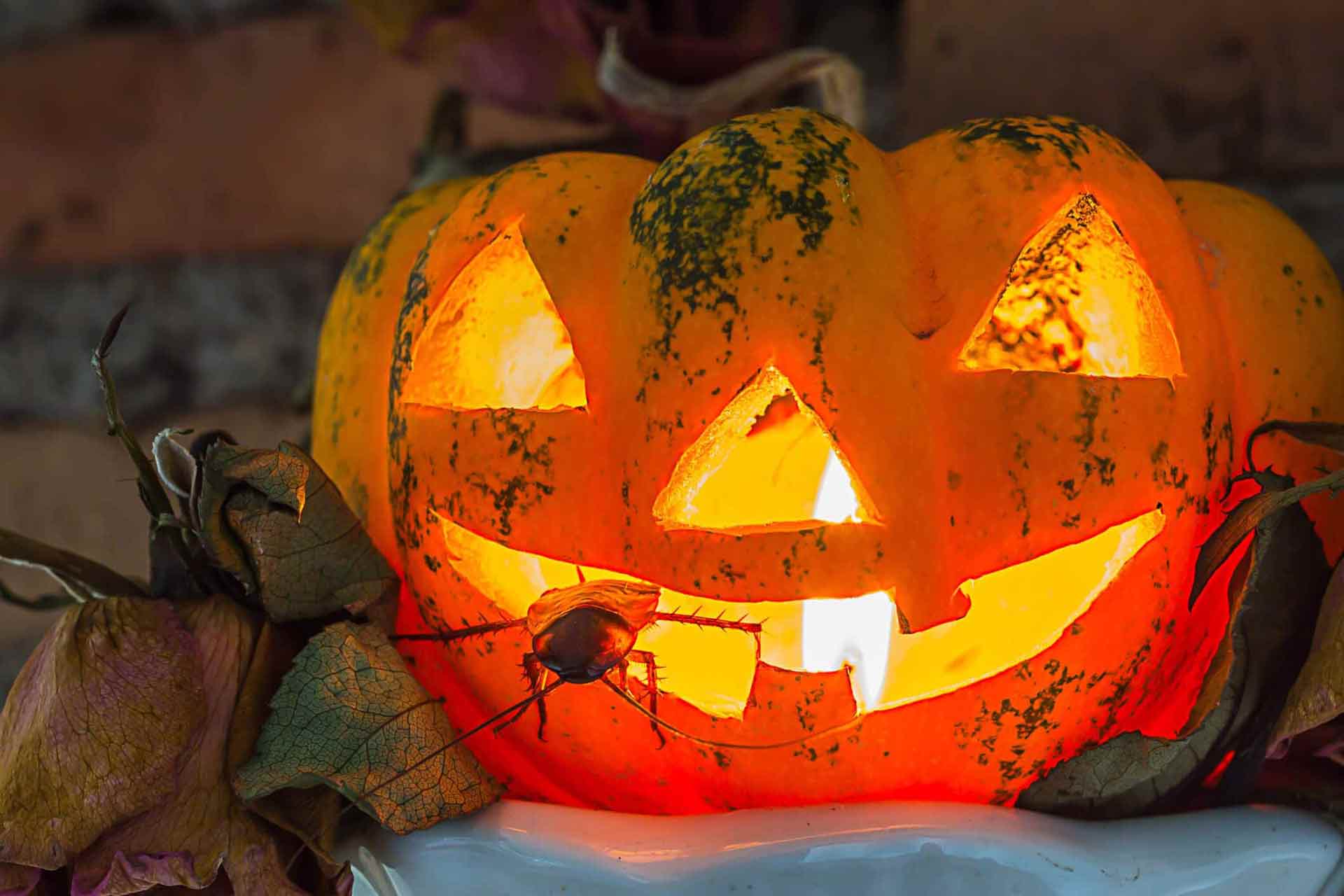 Cockroach crawling out of a candle-lit, carved pumpkin's mouth.