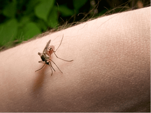 Mosquito on an arm.