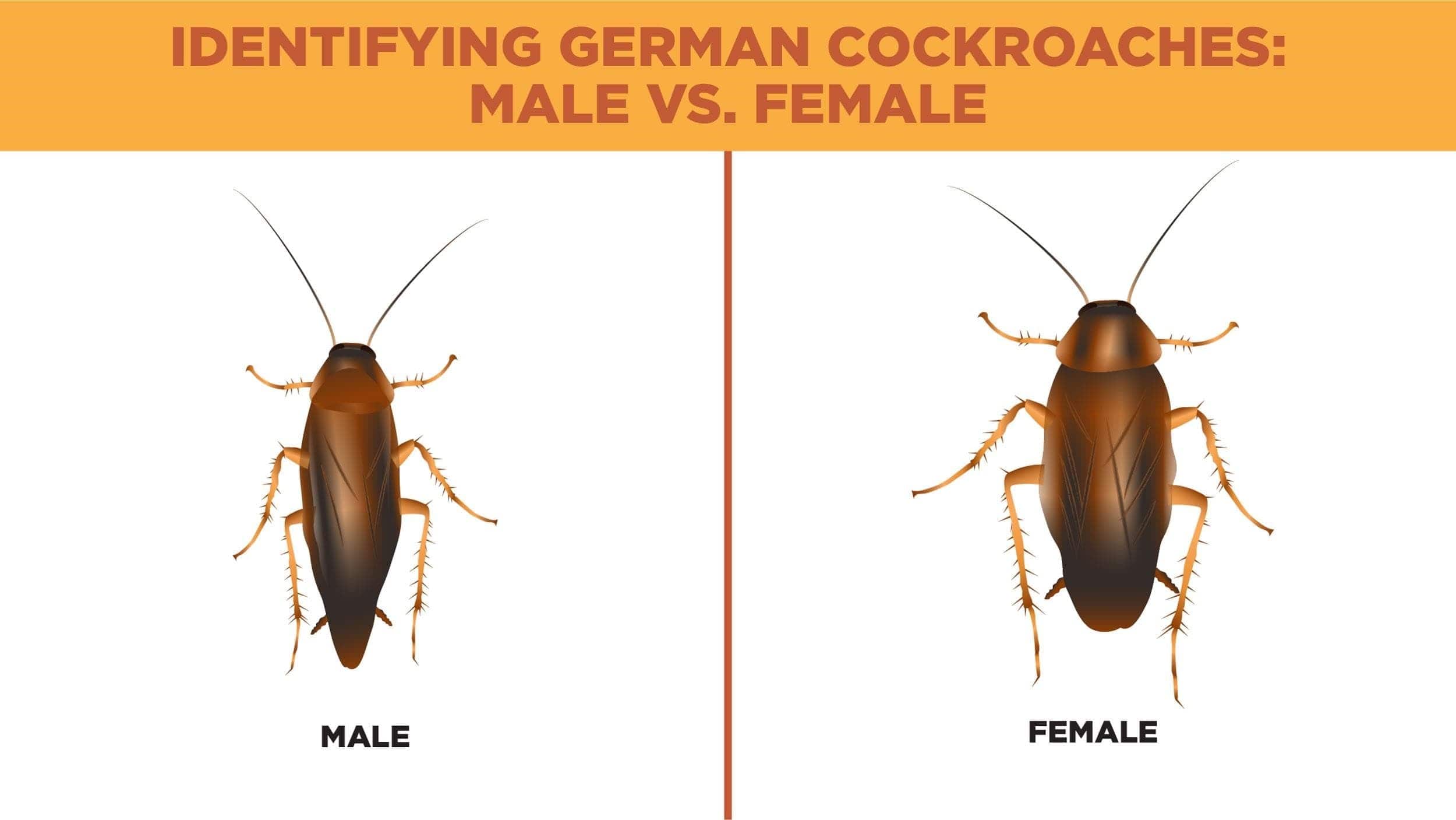 Identifying German cockroaches illustration featuring physical differences between male and female roaches.