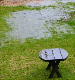 Water pooling in backyard