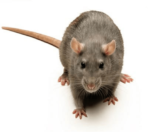 a common rat