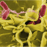 microscopic view of salmonella