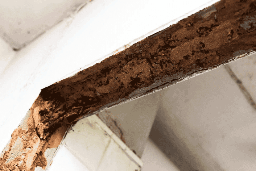 termite damage image