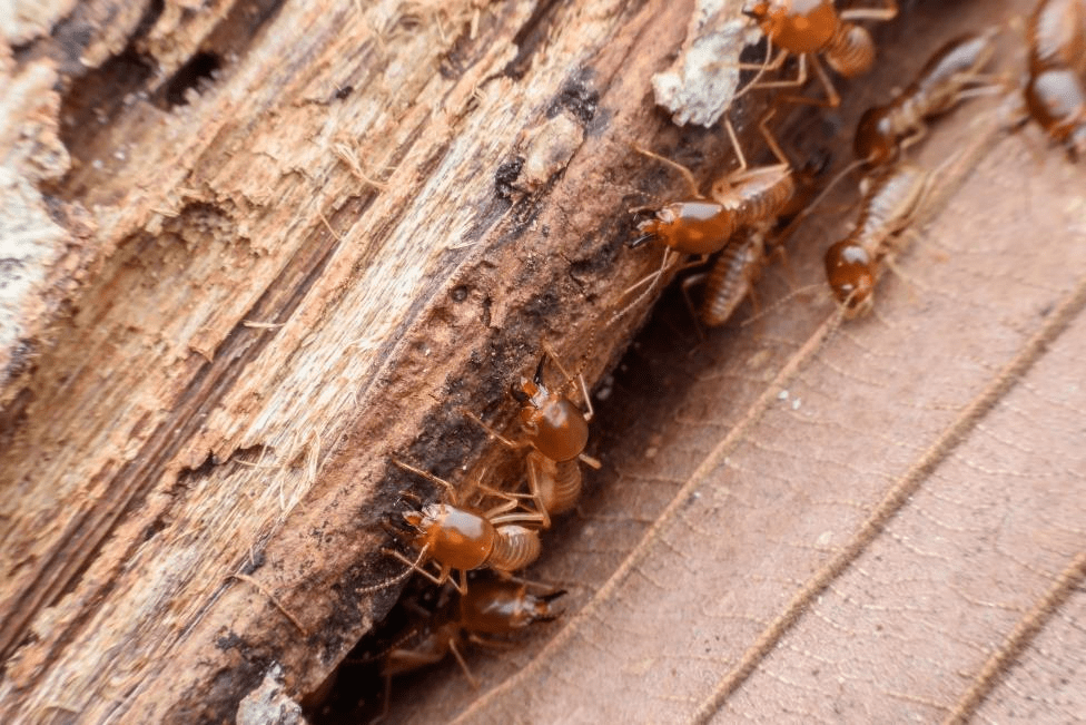 image of termites