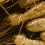 Termites cleaning eachother