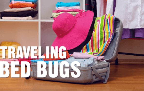 Bed Bugs: The Wrong Kind of Vacation Souvenirs