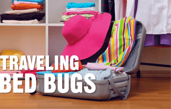 traveling bed bugs image